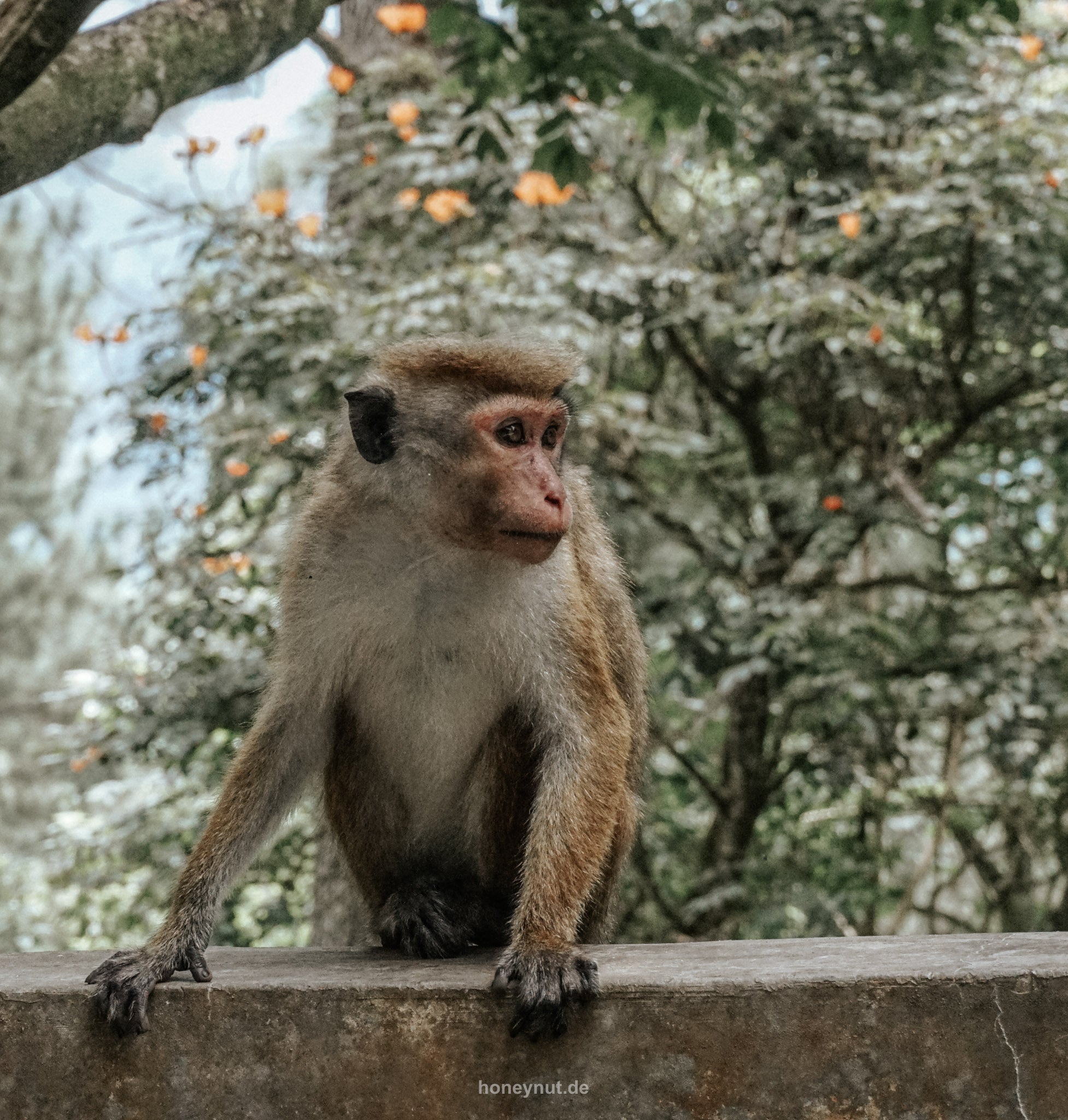 Ein Land wie ein Wimmelbuch – die Vielfalt Sri Lankas honeynut