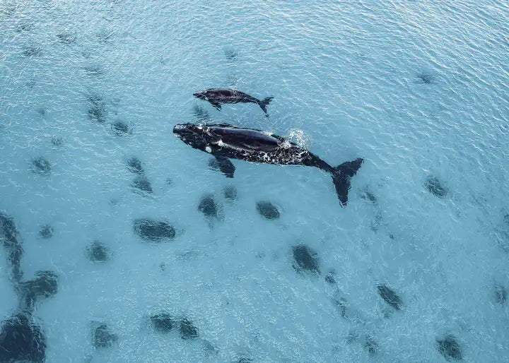 Australien Wandbild, Babywal und Mamawal Liebe