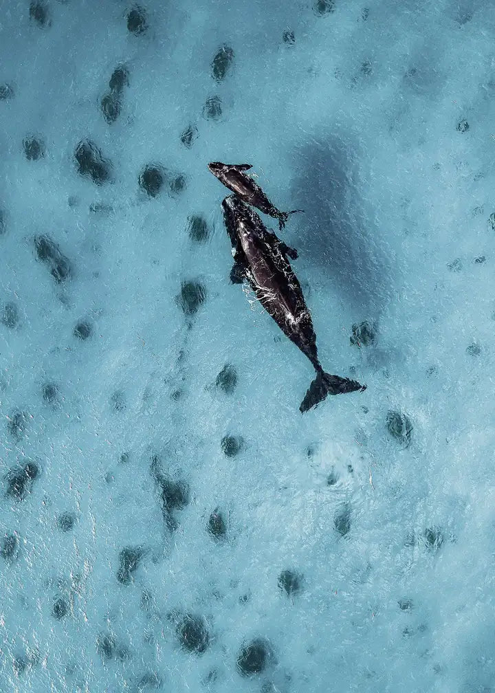 Babywal und Mamawal, Australien Wandbild