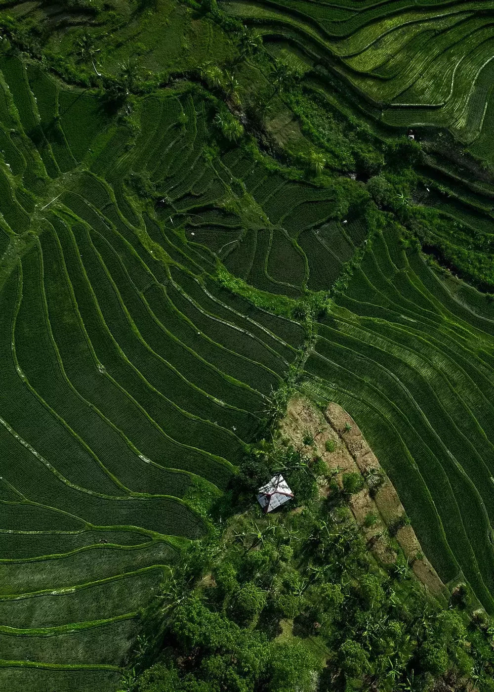 Bali Print Grüne Landschaft, Reisterrasse, Wandbild Naturprint