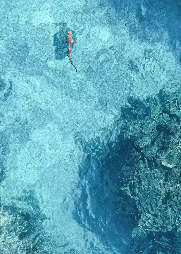 Blue Water Shark, Fiji Island Canvas Wandbild