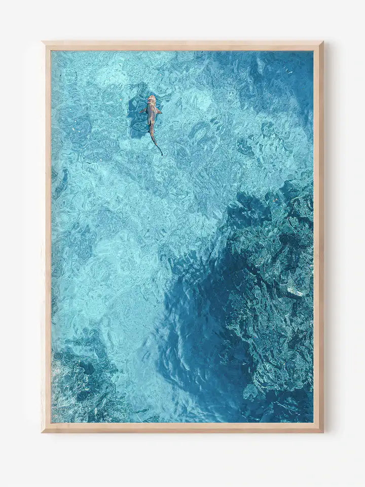 Blue Water Shark, Fiji Island Canvas Wandbild