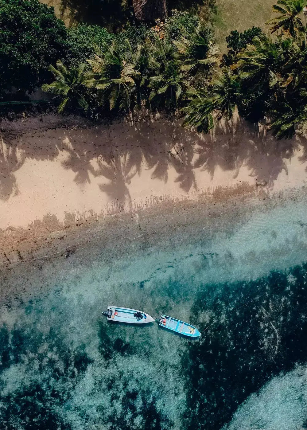 Fidschi Insel Palmenstrand, Kunstdruck Print Wandbild