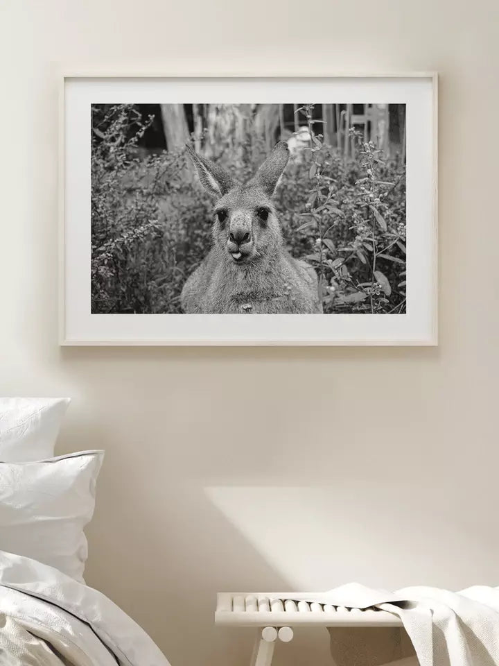 Happy Kangaroo Print Australien schwarz-weiß Fotografie