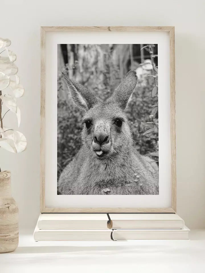 Kangaroo, Australien Wandbild