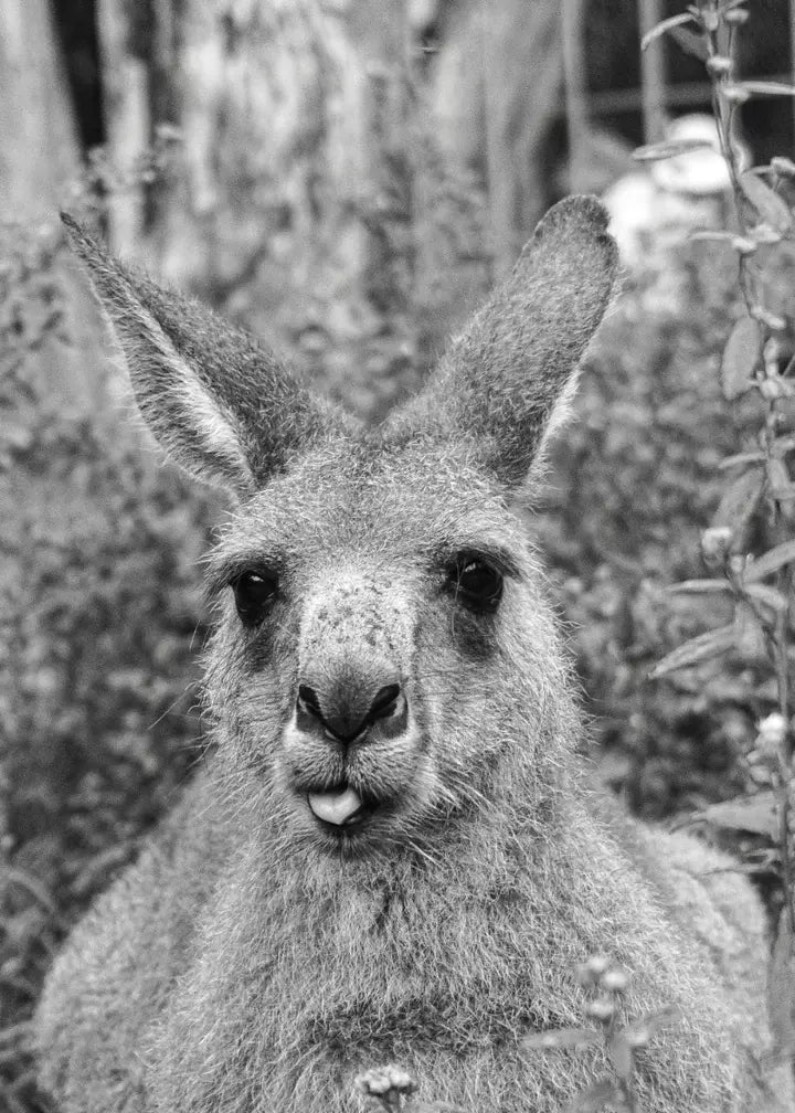Kangaroo, Australien Wandbild