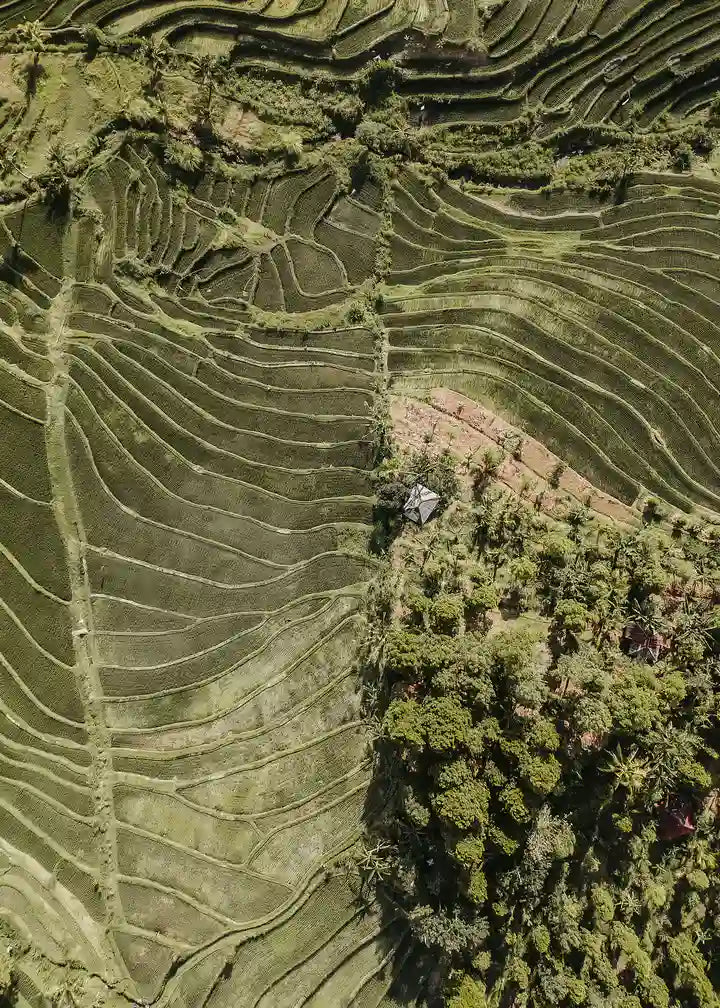 Reisterrassen Bali Print, Indonesien Wandbild Naturposter